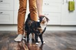 © Chalabala - Domestic life with cat