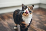Hungry cat at home kitchen