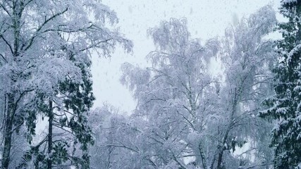 Poster - Scenic snow-covered forest in winter season.  Christmas background.