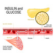 insulin (in pancreas) and glucose (in muscle)