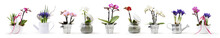 Flowers In Pots Set Isolated On White Background, Web Banner With Copy Space For Florist Shop Concept