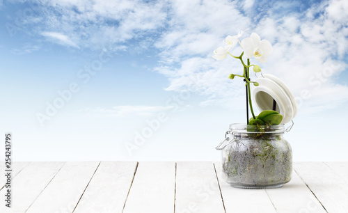 Orchid Flower Plant In Pot Glass Isolated On Wooden White Table