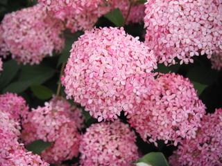 Wall Mural - Hydrangea arborescens 'Invincibelle Spirit'