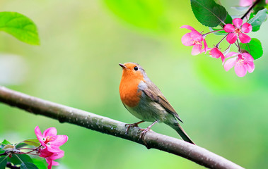 Wall Mural - spring natural background with a little cute songbird robin sitting in the may garden on a branch of