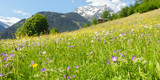 Fototapeta Natura - Panorama einer Bergblumenwiese im Frühling