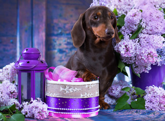 Wall Mural - dachshund dog lilac bouquet, spring flowers