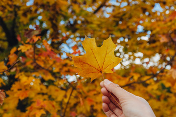 Woman hand is holding yellow maple leaf on an autumn yellow sunny background.