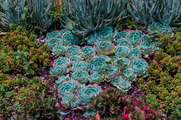 Wall Mural - Garden full of succulent species