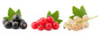 Black, red and white currant isolated on white background, clipping path, full depth of field