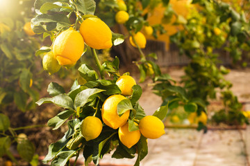 bunch of fresh ripe lemons on a lemon tree branch in sunny garden.