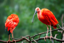 Eudocimus Ruber On Tree Branch. Four Bright Red Birds Scarlet Ibis