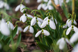 Fototapeta  - Snowdrops, first spring flower in a sun light. selective focus.