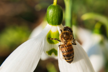 Closeup of a bee on a white snowdrop.