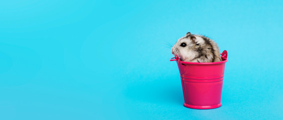 Small hamster in bucket on blue background with copy space. Gray Syrian hamster in bucket. Baby animal theme