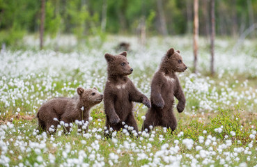 Wall Mural - brown bear cubs playing on the field among white flowers. bear cubs stands on its hind legs. summer 