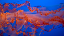 Luminous Jellyfish Tenacle Pattern