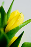 Fototapeta Tulipany - Close-up of a yellow Tulip Bud with water drops. Side view, space for text, white background