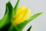 Fototapeta Tulipany - Close-up of a yellow Tulip Bud with water drops. Side view, space for text, white background