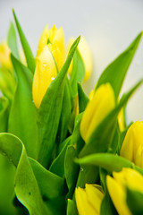 Wall Mural - Close-up of a yellow Tulip Bud with water drops. Side view, space for text, white background