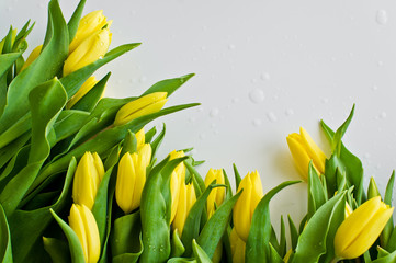 Wall Mural - Close - up of an armful of yellow tulips with water drops. The view from the top, place for text, white background