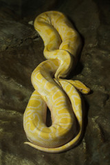 Wall Mural - Burmese python (Python bivittatus)