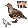 Grouse wild forest bird, hunting season prey