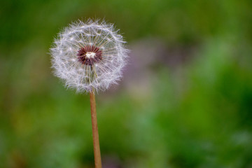 Dandelion with Green Garden Background with soft focus and green bokeh