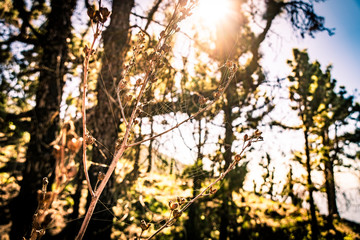 Nature at the La Palma Island volcanic rocks, Spain, Canary Islands