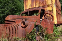 Plants Growing Out Of Vintage Truck, Scrap Car, Kestner Homestaed, Olympic Peninsula, Olympic National Park, Near Quinault, Washington, USA, North America
