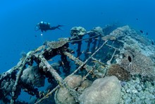 Diver Near British Loyalty Shipwreck, Overgrown With Corals, Addu Atoll Also Senu Atoll, Indian Ocean, Maldives, Asia