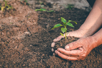 Hand for planting trees back to the forest, Creating awareness for love wild, Wild plant concept.