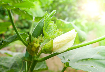 Wall Mural - Okra fruit plant /  Fresh green okra and flower on tree in nature garden