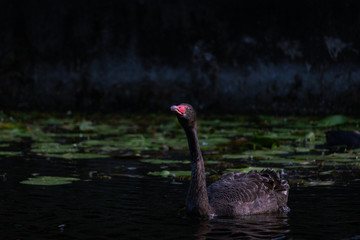 Wall Mural - one single young black swan swimming on the lake pond water Gold Coast Australia spring summer sunset  dark colour