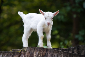 Sticker - White baby goat standing on green grass