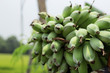© RK1919 - Raw banana in farm.