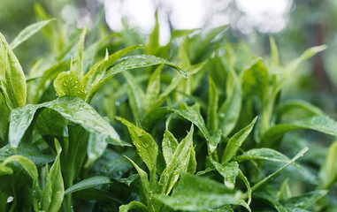 Landscape is summer. Green trees and grass in a countryside landscape. Nature summer day. Leaves on the bushes.