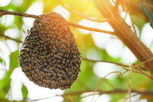Swarm Beehive Honeycomb On Tree Nature Green Background