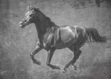 Fototapeta Konie - The dark sport horse runs gallop on freedom. In black and white artistic treatment