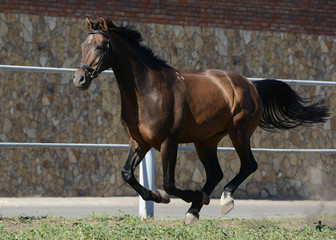 Wall Mural - The bay sport horse runs gallop on freedom in summer