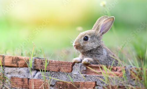 Fotografía Cute rabbit sitting on brick wall and green field spring meadow / Easter bunny h