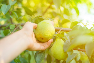 farmer hand picking fruit from the tree on a summer day