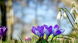 Fototapeta  - Krokus und Schneeglöckchen am Waldrand.