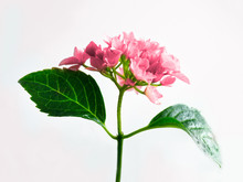 Hydrangea Pink Colored Flowerhead
