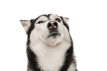 Adorable husky dog on white background