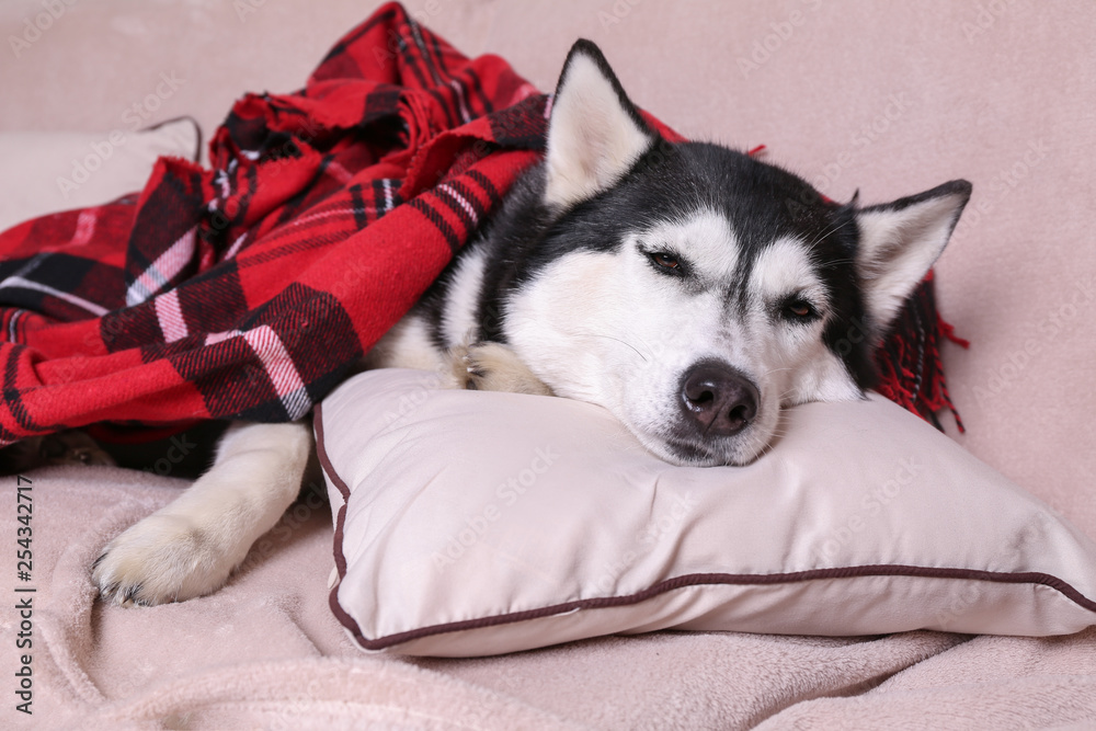 Adorable husky dog resting on soft sofa at home