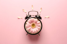 Alarm Clock With Flower On Color Background