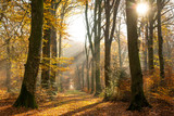 Fototapeta Las - La forêt de Crécy en Automne