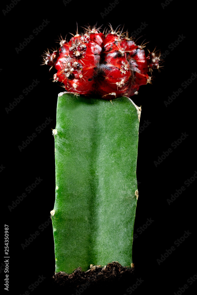 gummibaum toom Gummibaum kaufen | Ficus elastica 'Robusta' main image 0