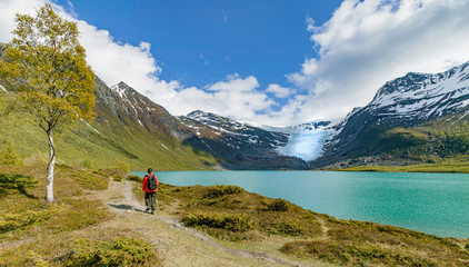 Wall Mural - senior woman hike along north Fjord in front of Svartisen glacier, northern Norway, Scandinavia