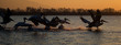 Eine freigestellte  Gruppe Krauskopfpelikane fliegt über den See im Abendlicht in der Seitenansicht